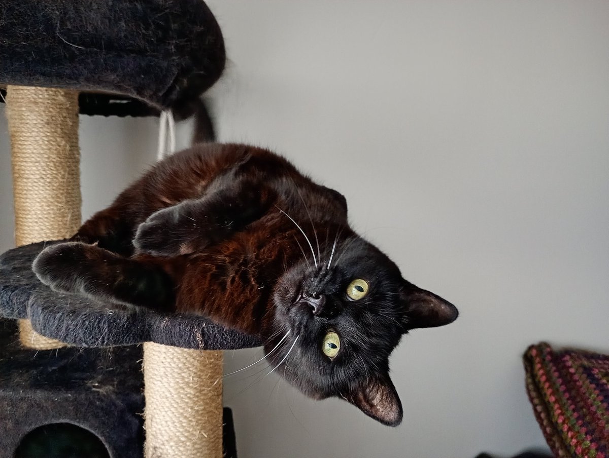 Wiltshire Cat tweet media