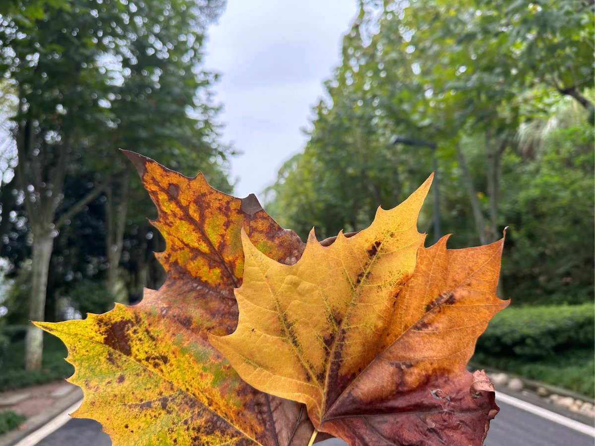 maude guilault tweet media