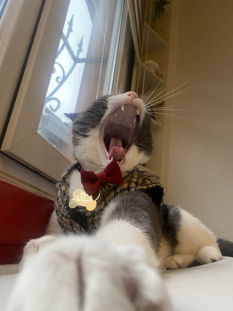 ovgulusoy's tweet photo. @bosunatiklama Kısırlaştırıldığım güne lanet olsun, diyor 😻 https://t.co/sLSanIezIJ