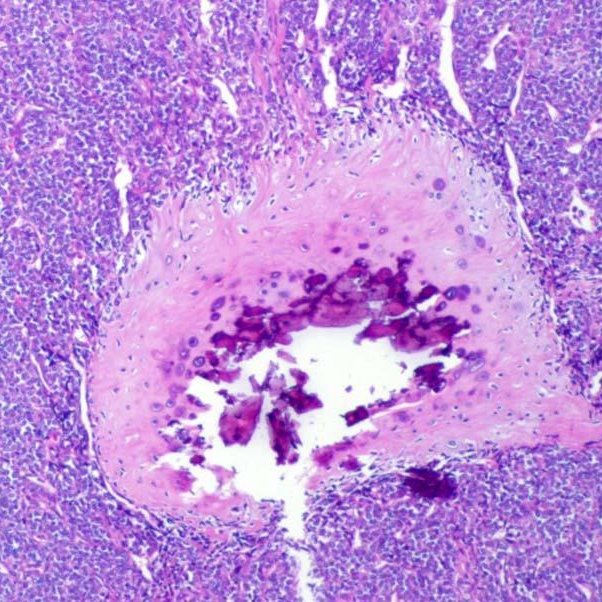 Charlie Herndon tweet media