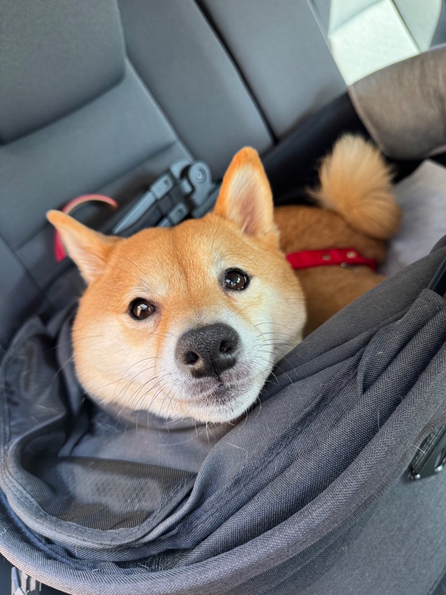 柴犬🐕ろく tweet media