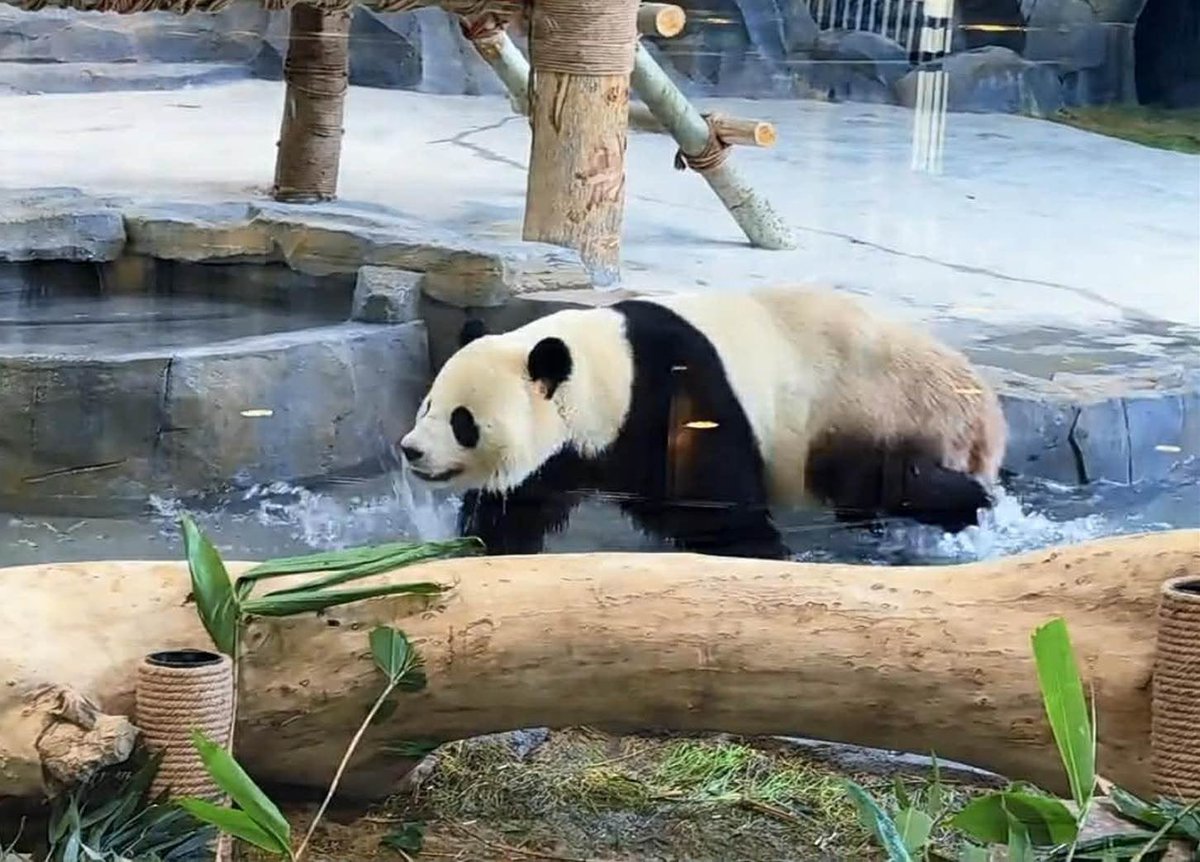Princess Pinky 1st of Her Name & Mother of Pandas tweet media