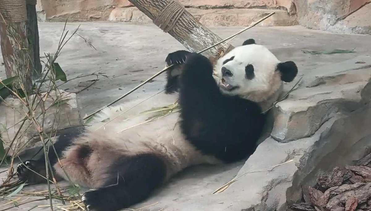 Princess Pinky 1st of Her Name & Mother of Pandas tweet media