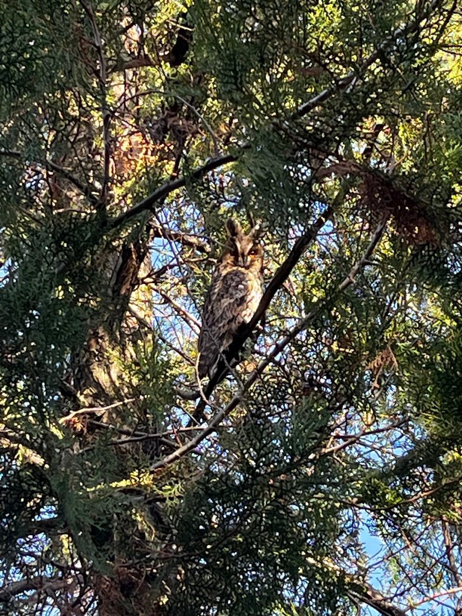 лють вітчизняного виробництва tweet media