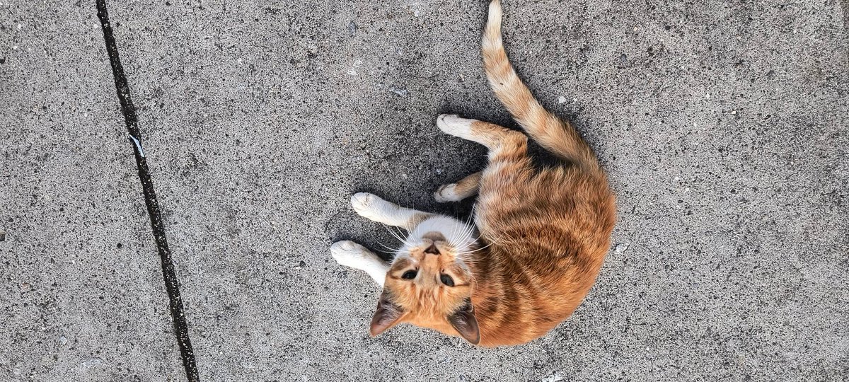 Edomancer🪭🪙 tweet media