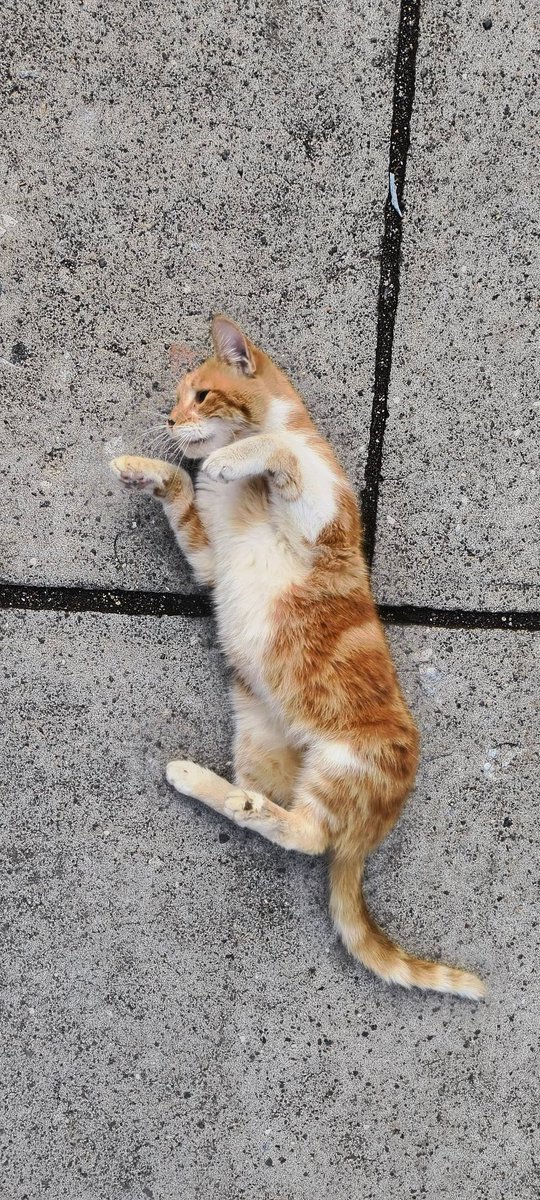 Edomancer🪭🪙 tweet media