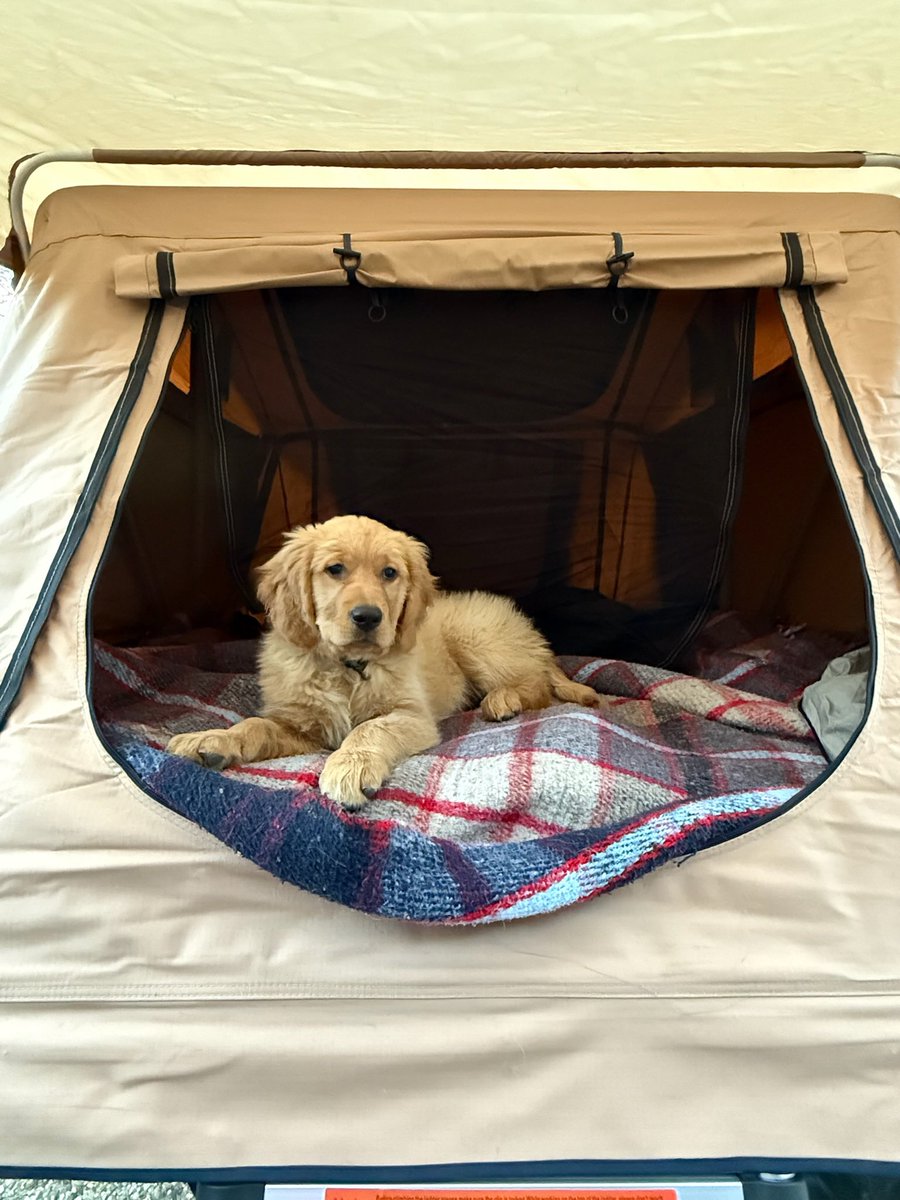 Rose the Golden tweet media