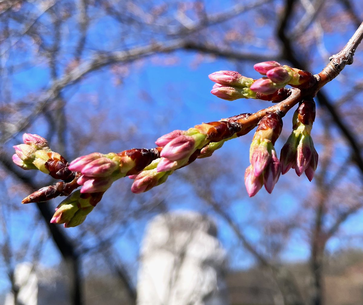 National Mall NPS tweet media