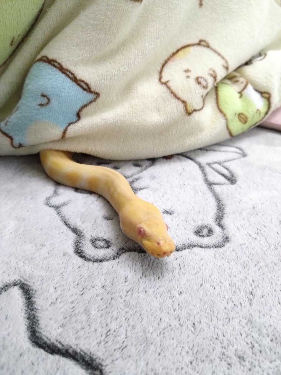 うーたん🐍 tweet media