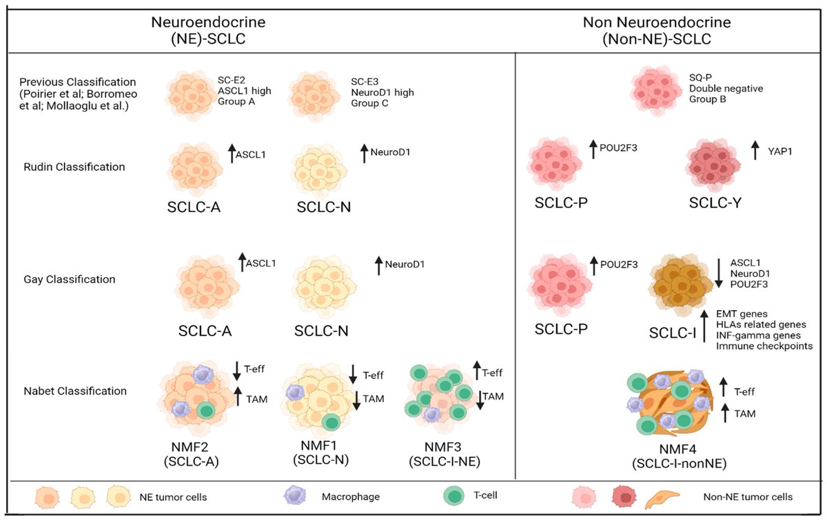 Genes_MDPI's tweet image. Dr. Trillo Aliaga et al. review extensive-stage small-cell lung #cancer, current standards of care, molecular #subtypes, promising #therapies in development, and upcoming clinical-trial directions for this aggressive, hard-to-treat disease.
mdpi.com/2073-4425/15/6…