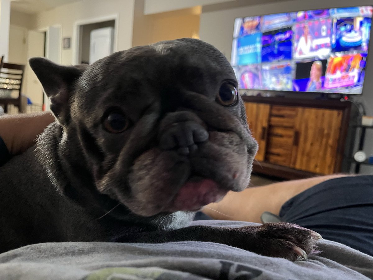 zcookphan's tweet photo. @lizzielulu_ My Frenchy has noises coming out of both ends. https://t.co/bdjjYnPp50