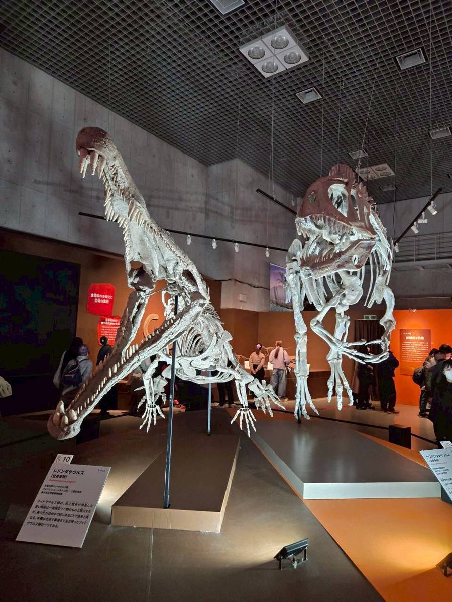 #金曜日だから化石貼る