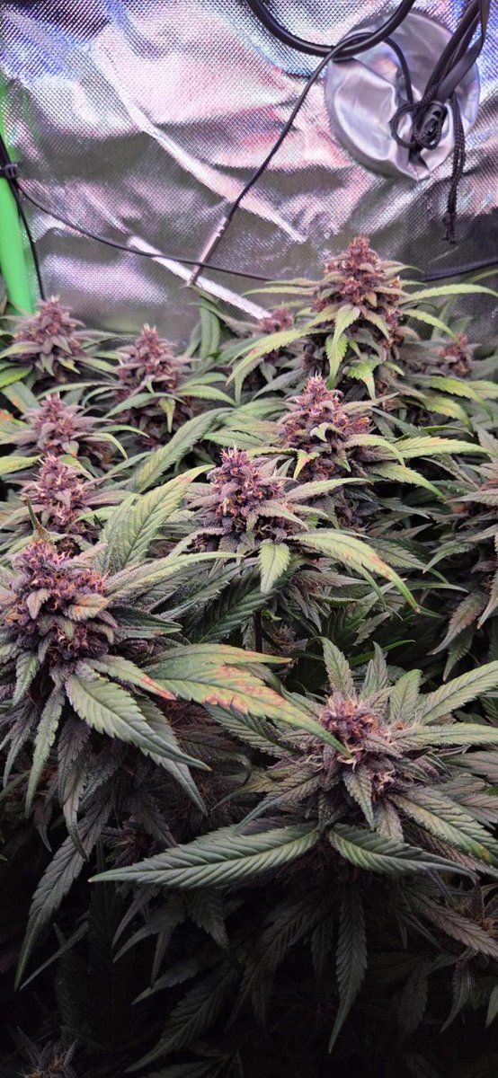 grow.diaries tweet media