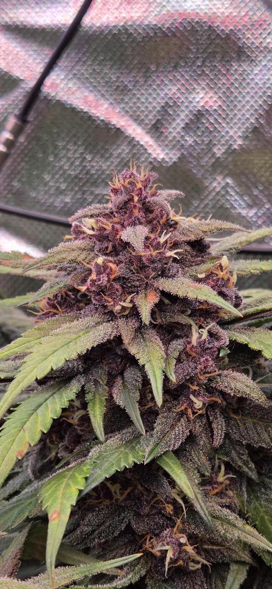 grow.diaries tweet media