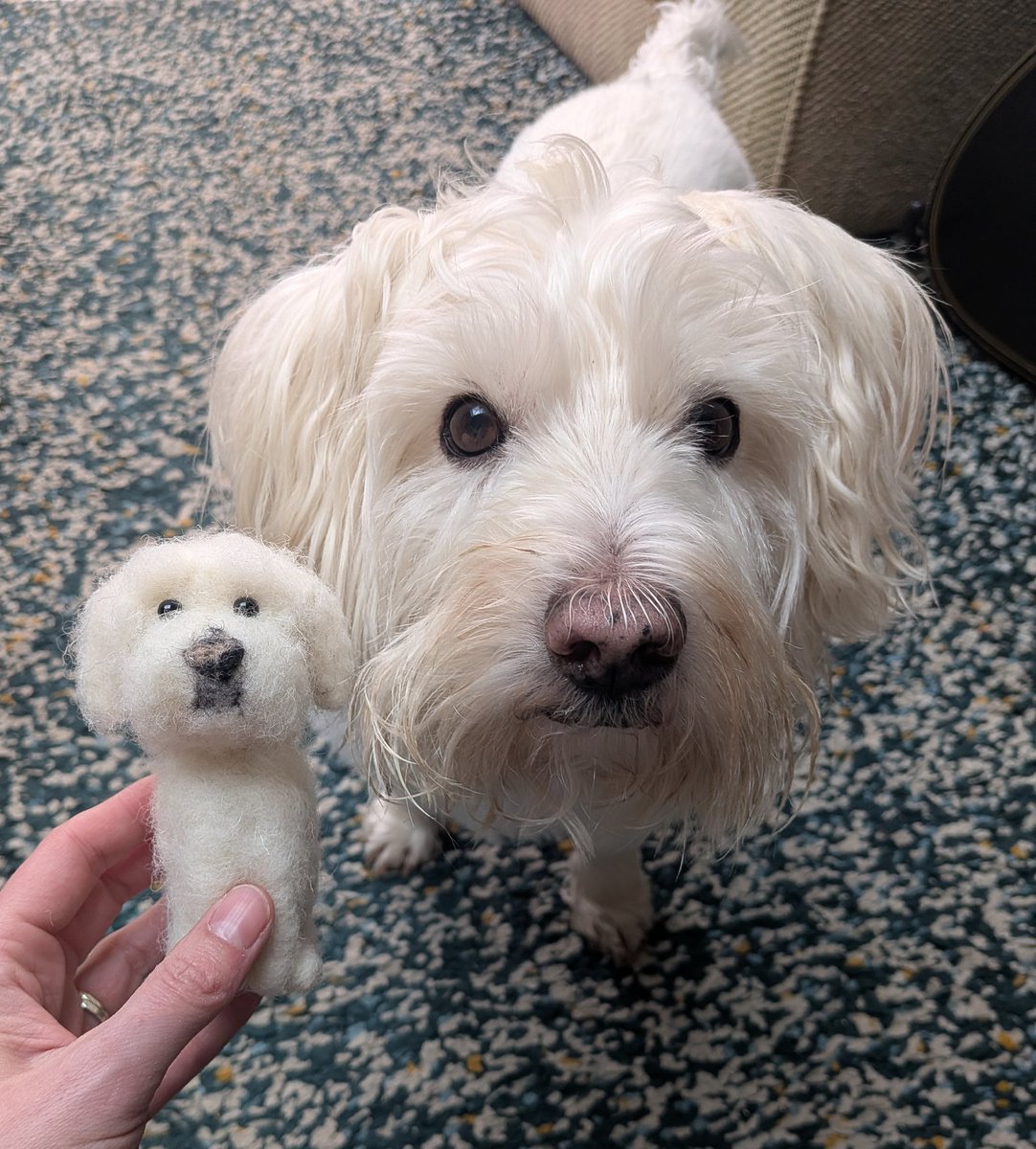 Ernie (and lil' bro Stan) 🐾 tweet media