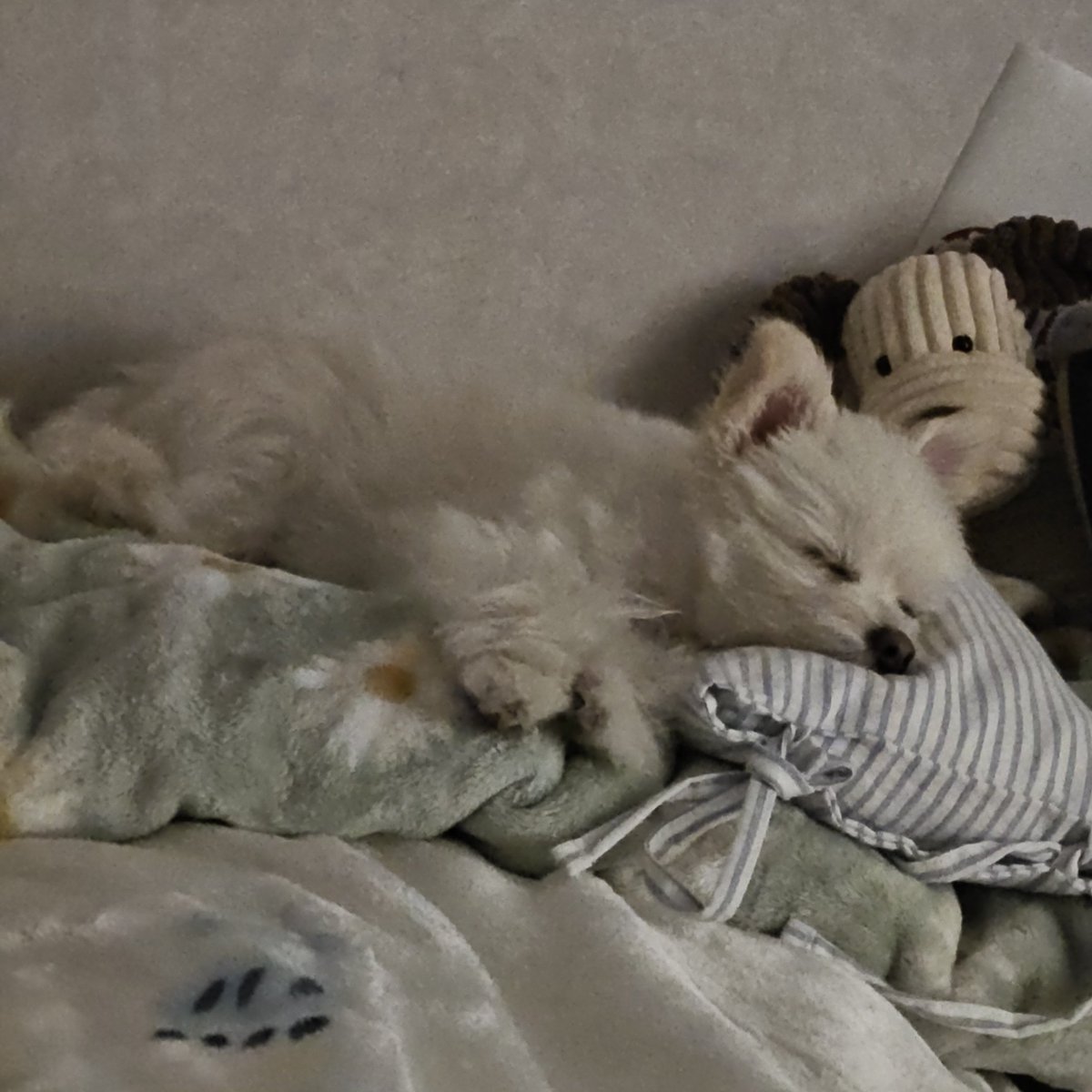 침대 머리맡 = 가루 잠자리