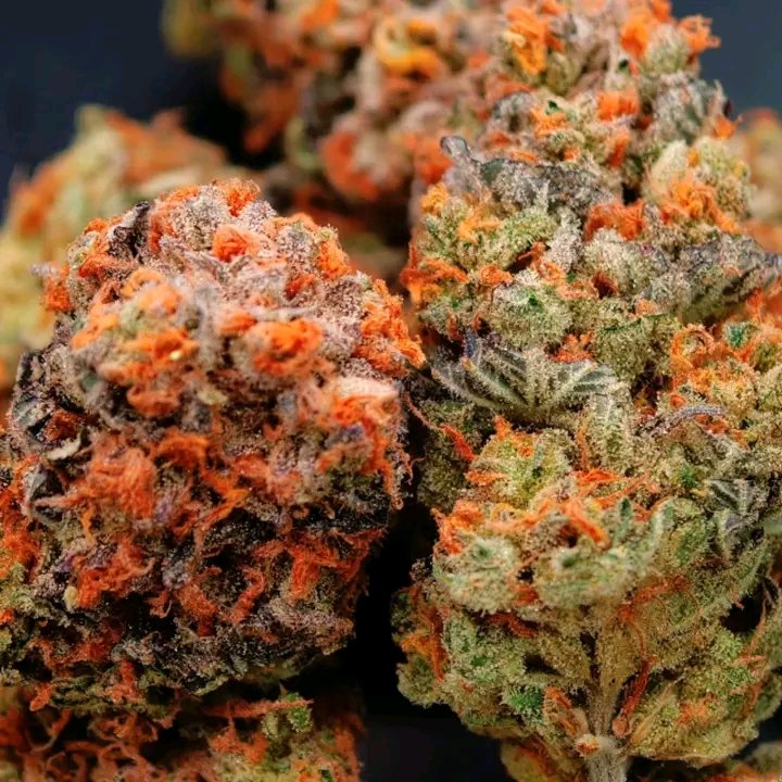 Oregon Bud tweet media