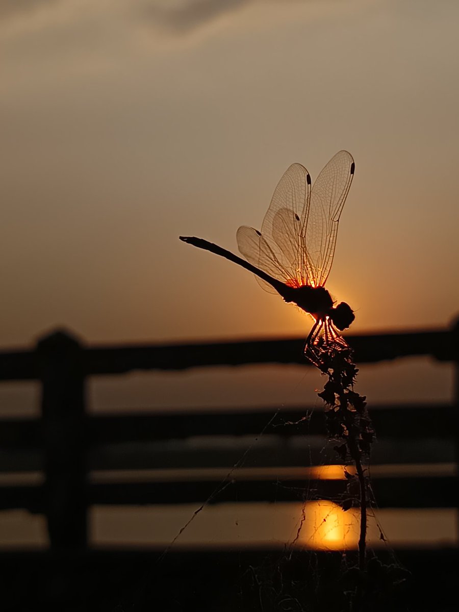 ढलते सूरज की गोद में पतंगा 

#silhouette