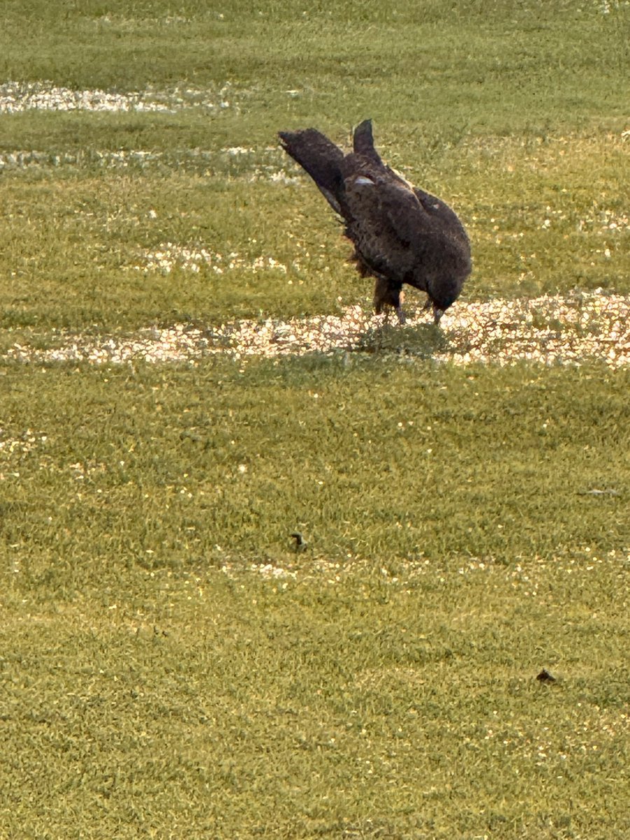 Mian Mobeen Shafaat 🇵🇸🇵🇰 🍁 tweet media