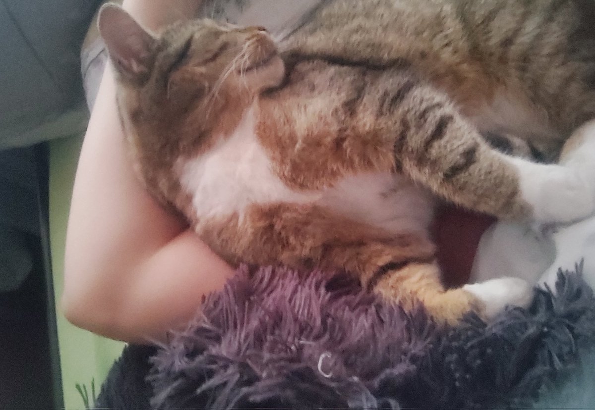 MyChildLucy's tweet photo. #cat someone ass on my neck... https://t.co/IJUlXTYG27