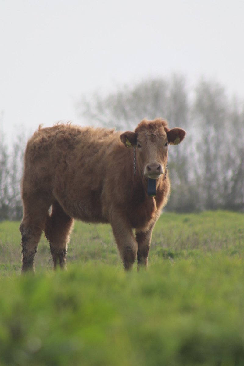 We have these beauties mooooved in down the road. I love cows #love #cow #fridayfun #pretty