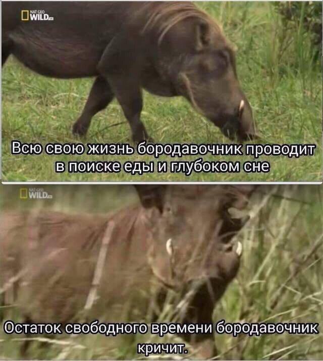 Дантес tweet media