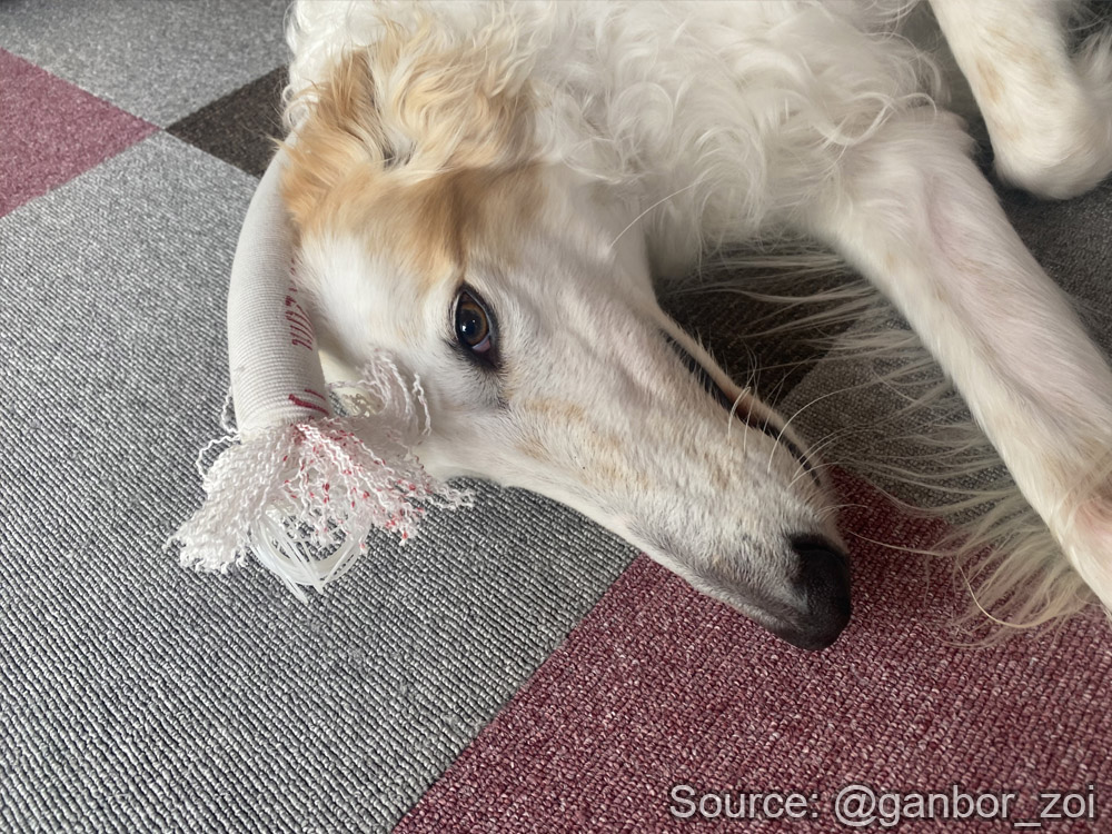 Borzoibot tweet media