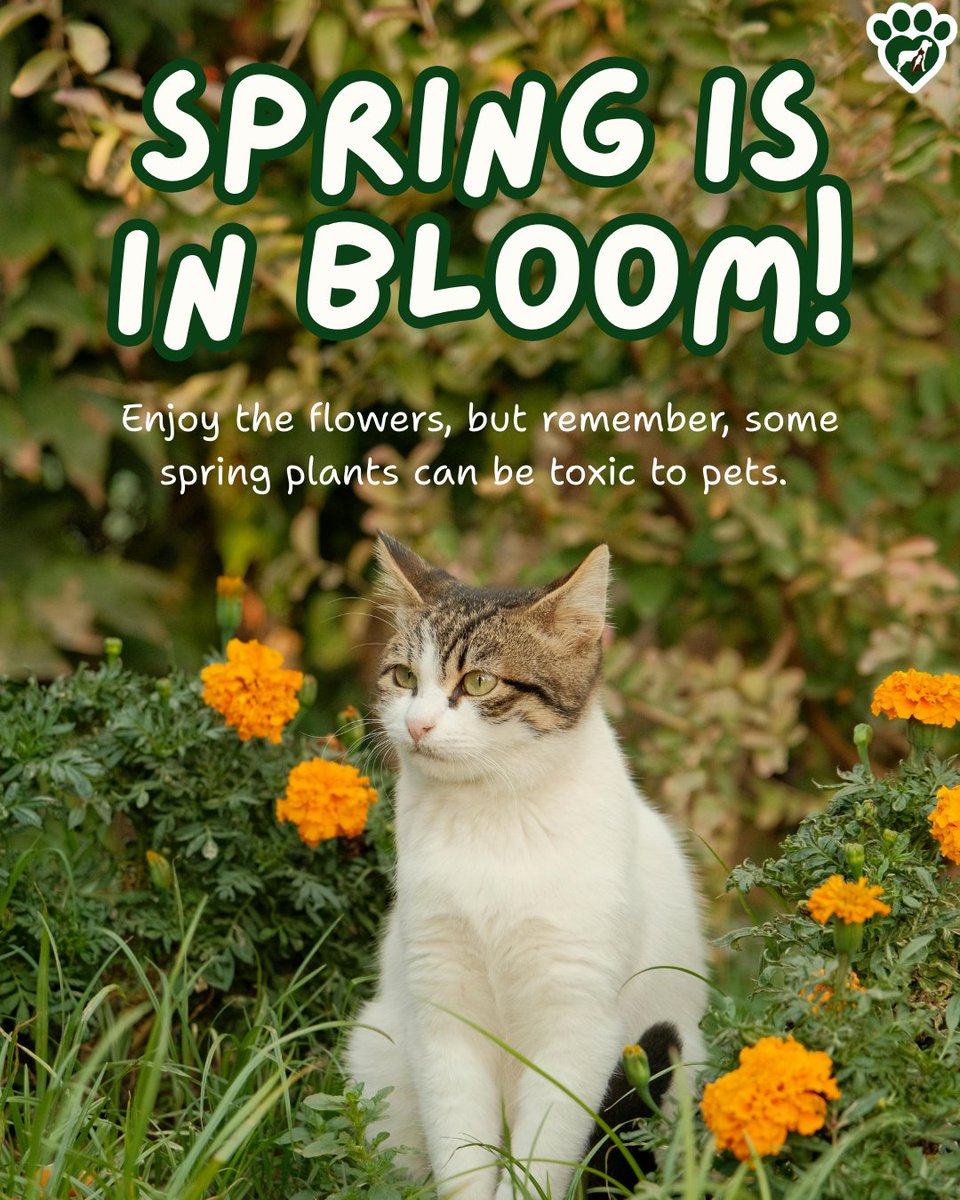 Animal Hosp. Sussex tweet media