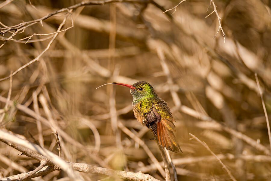 Debra Martz tweet media