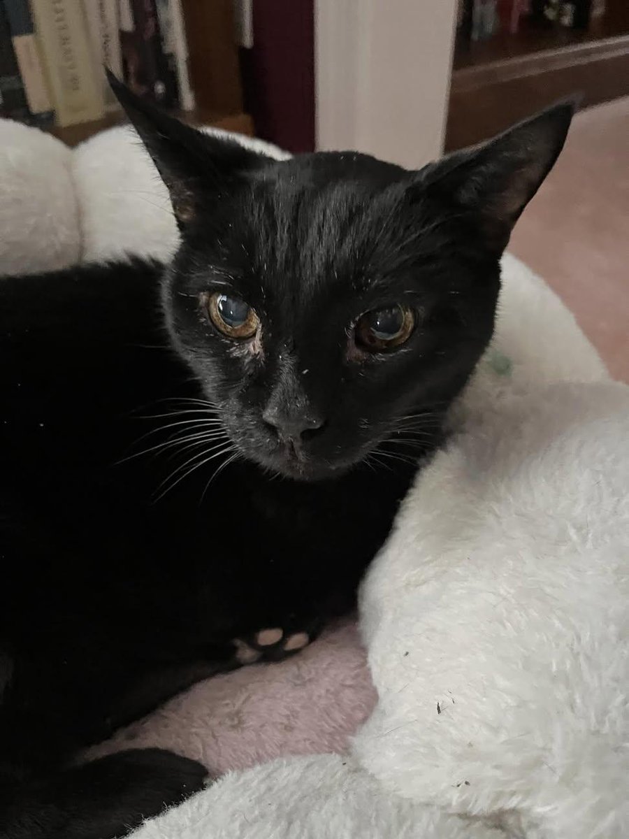 Sara Mary ⭐❤️ tweet media