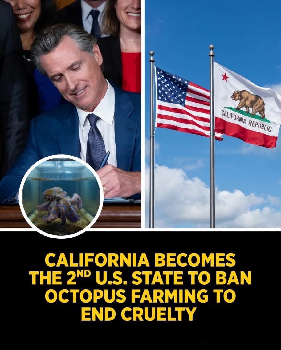 dominic dyer tweet media