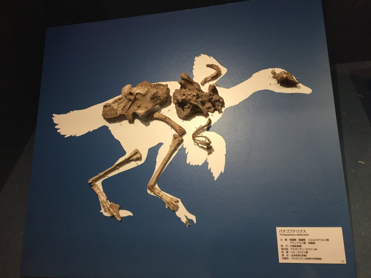 #金曜日だから化石貼る
パタゴプテリクス
白亜紀後期に存在していた原始的な鳥類で前足が短く後ろ足が大きいことから地上性の鳥類と考えられています