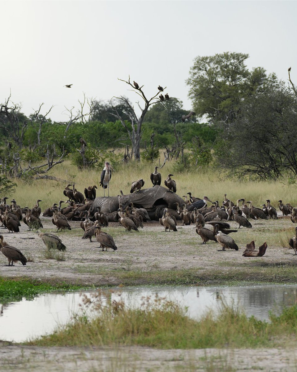 African Bush Camps tweet media