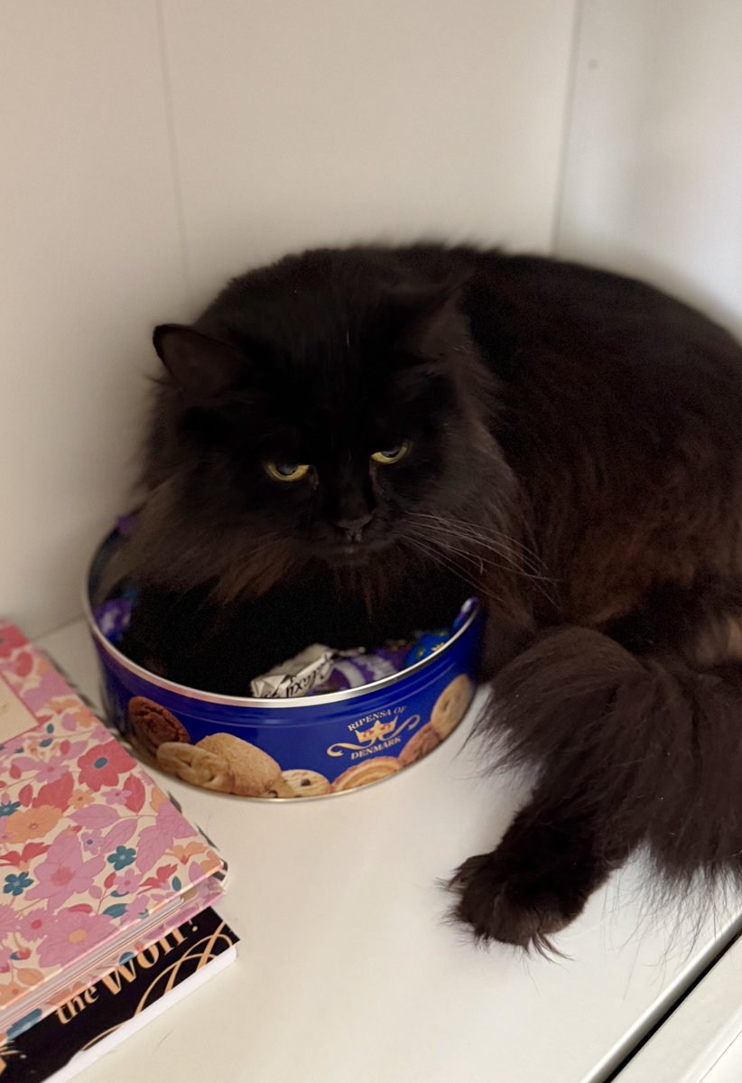 Lifander tweet media