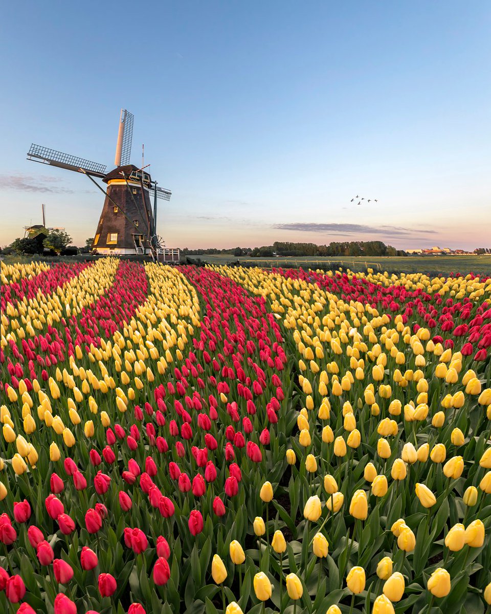 Regent Seven Seas Cruises tweet media