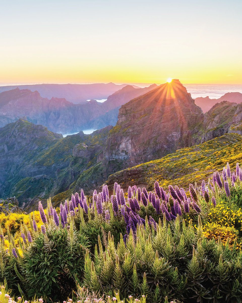 Regent Seven Seas Cruises tweet media