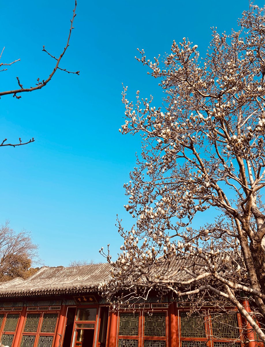 Yolo_just_smile's tweet image. Blue sky + white magnolia + Chinese courtyard = pure spring magic.
#SpringInChina #BeautifulChina #OldIsNew