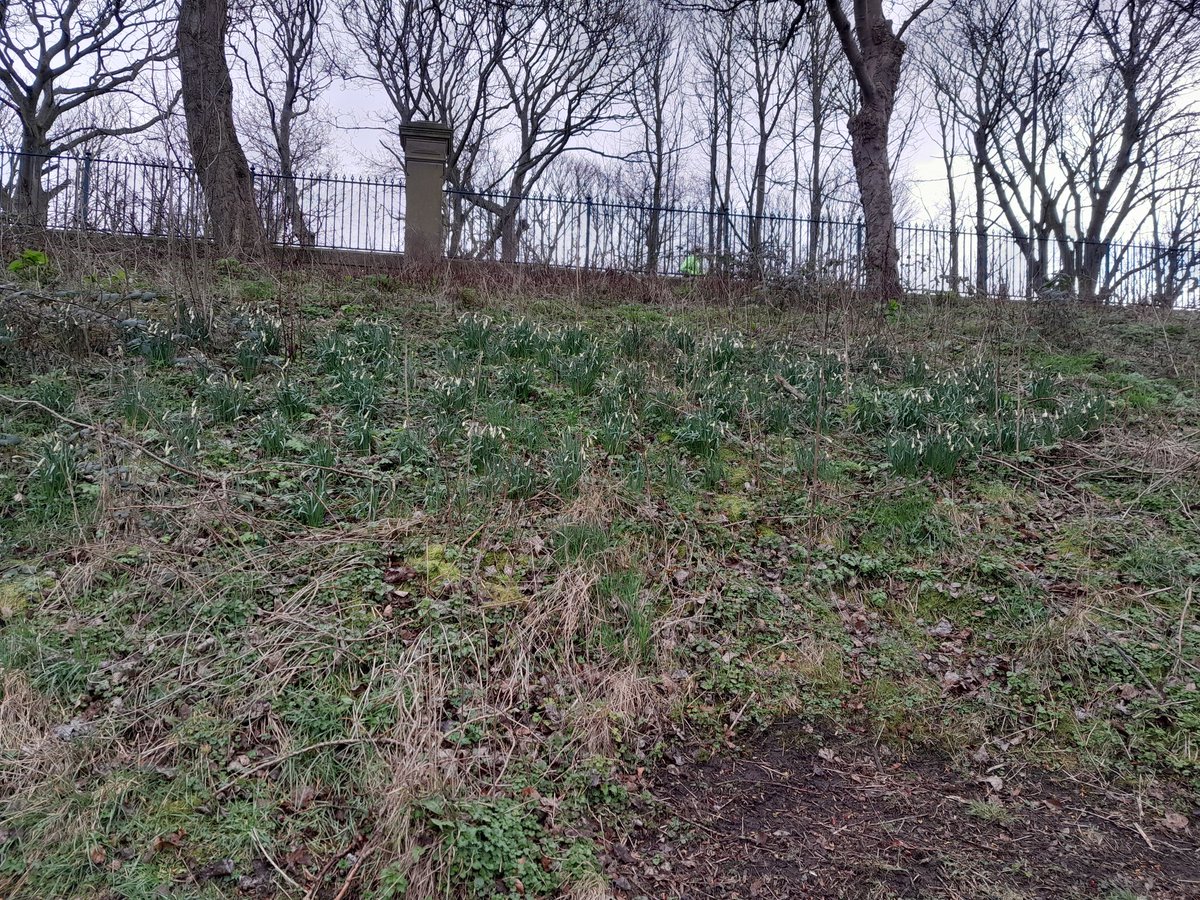 Northumberland Park tweet media