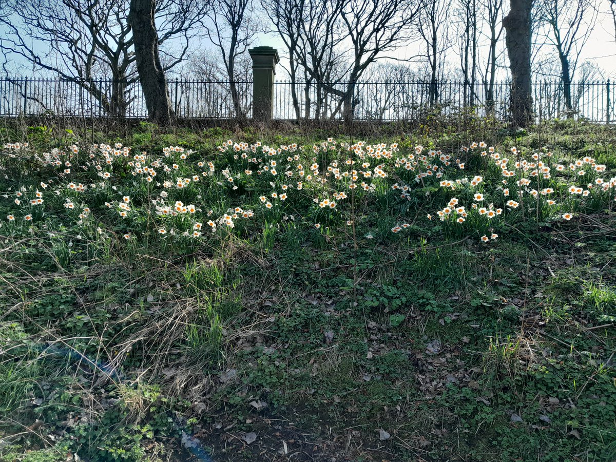 Northumberland Park tweet media