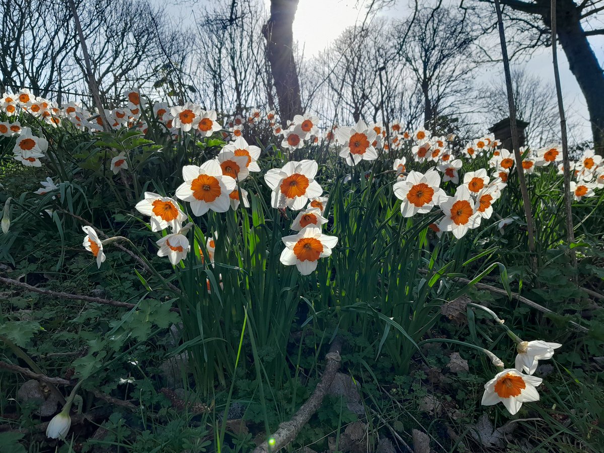 Northumberland Park tweet media