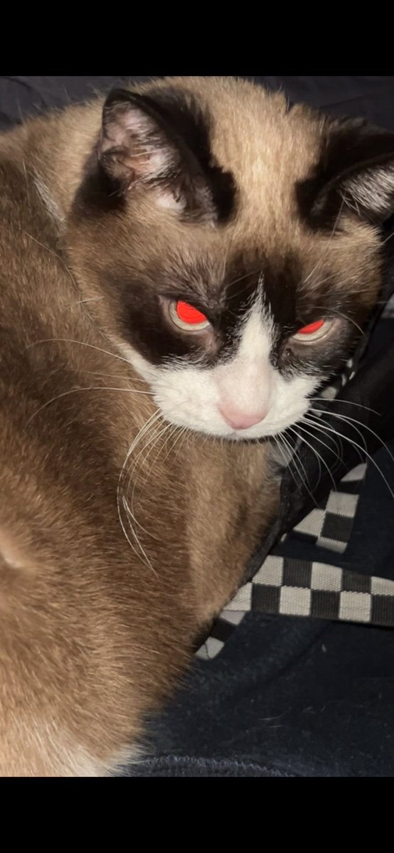 lauren 🙏🤍 tweet media