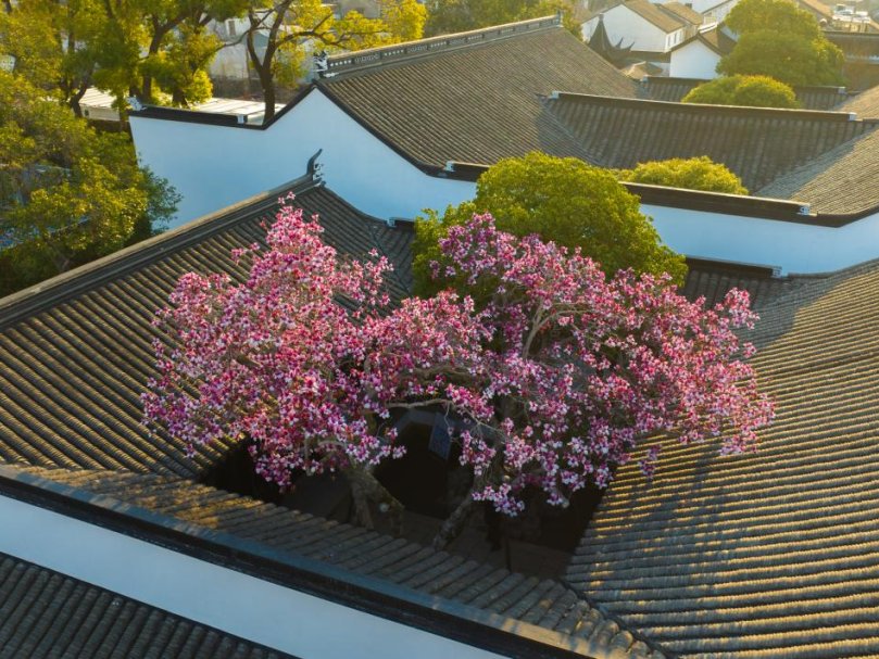 Modern Express 现代快报 tweet media