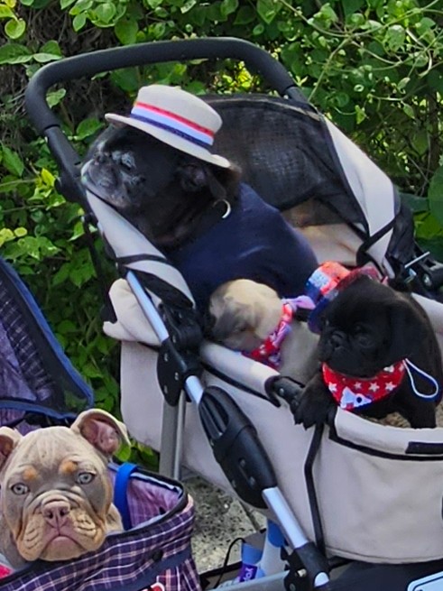 Mister Pemberton tweet media