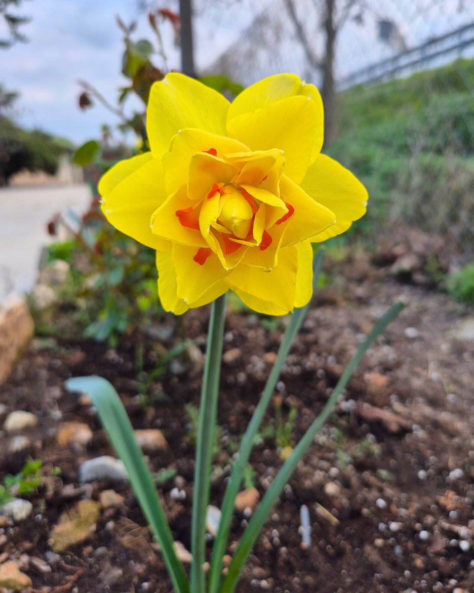 Masvicens's tweet photo. Per Sant Josep… el brot al cep 🌱
El moscatell de davant del celler ja ha començat a brotar per ensenyar-nos la collita 2026. Quins nervis!

Mentrestant, les flors del jardí han esclatat, anunciant que la primavera ja és aquí. 🌼 https://t.co/3g6w0QH5tr