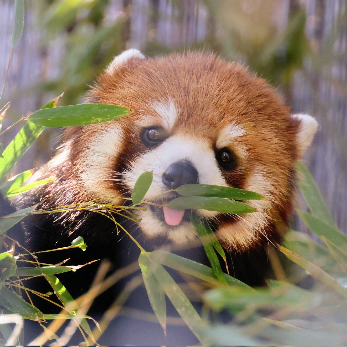 ゆっちん♪@レッサーパンダ好き❤️ tweet media