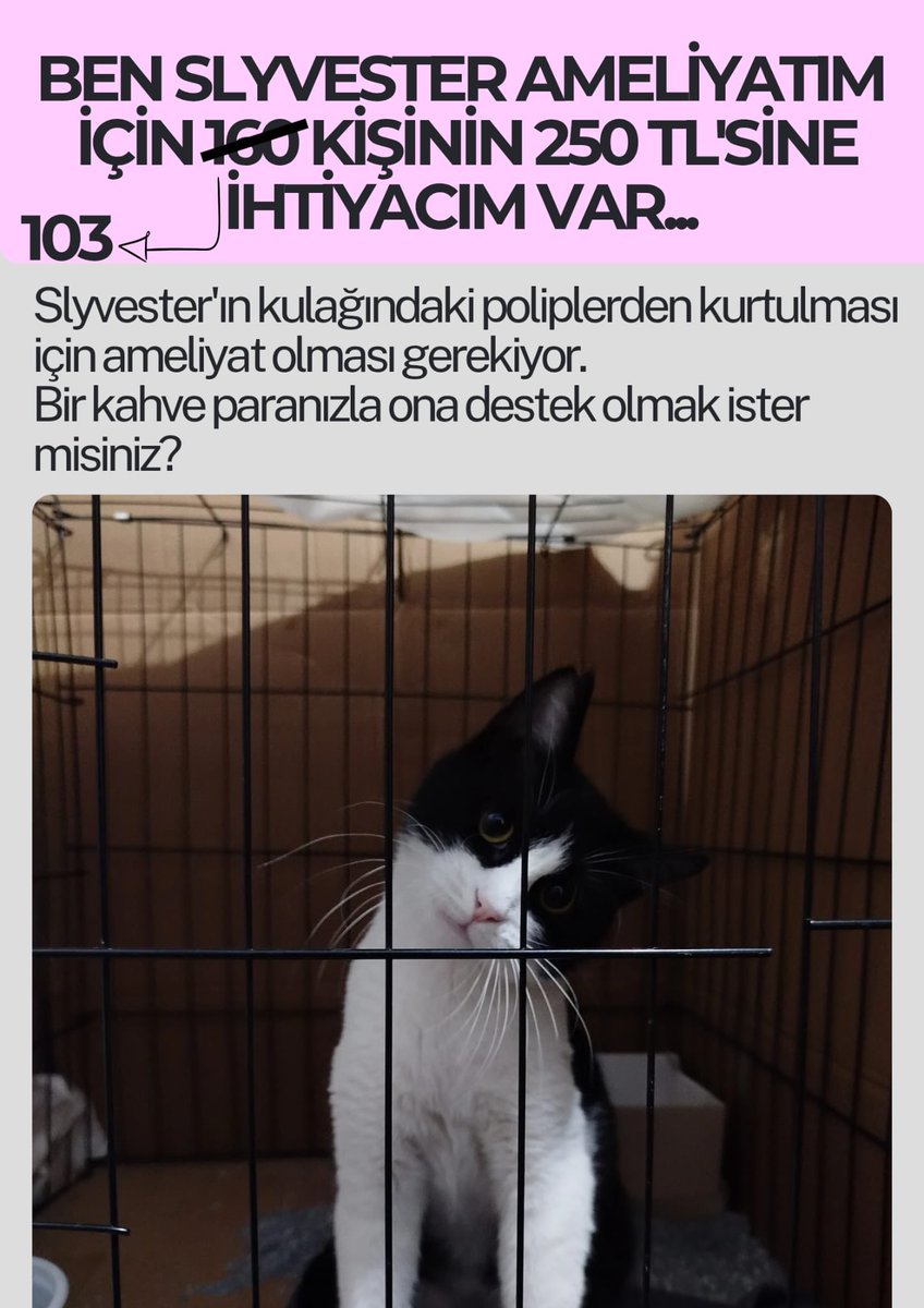 PatiGangs tweet media