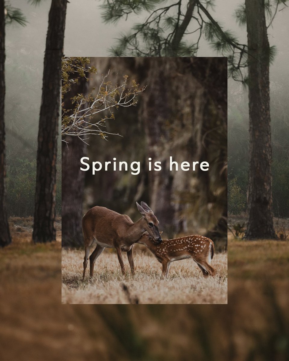 Realtree tweet media