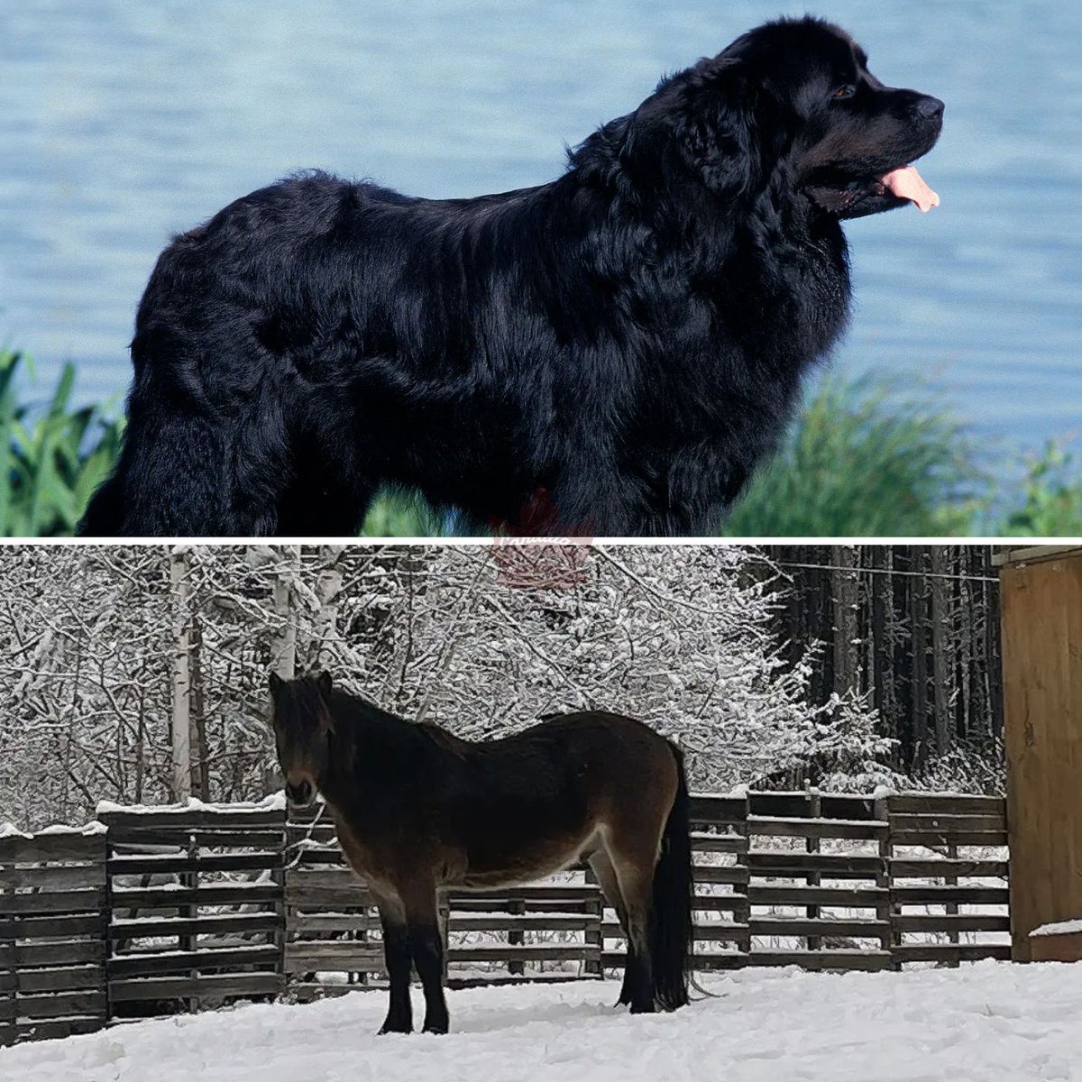 Craig Baird - Canadian History Ehx tweet media