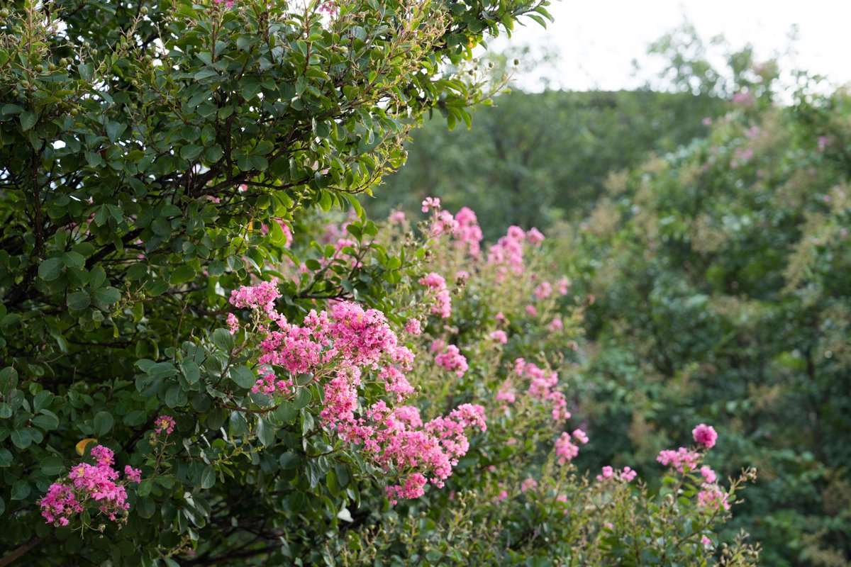 Texas State University tweet media
