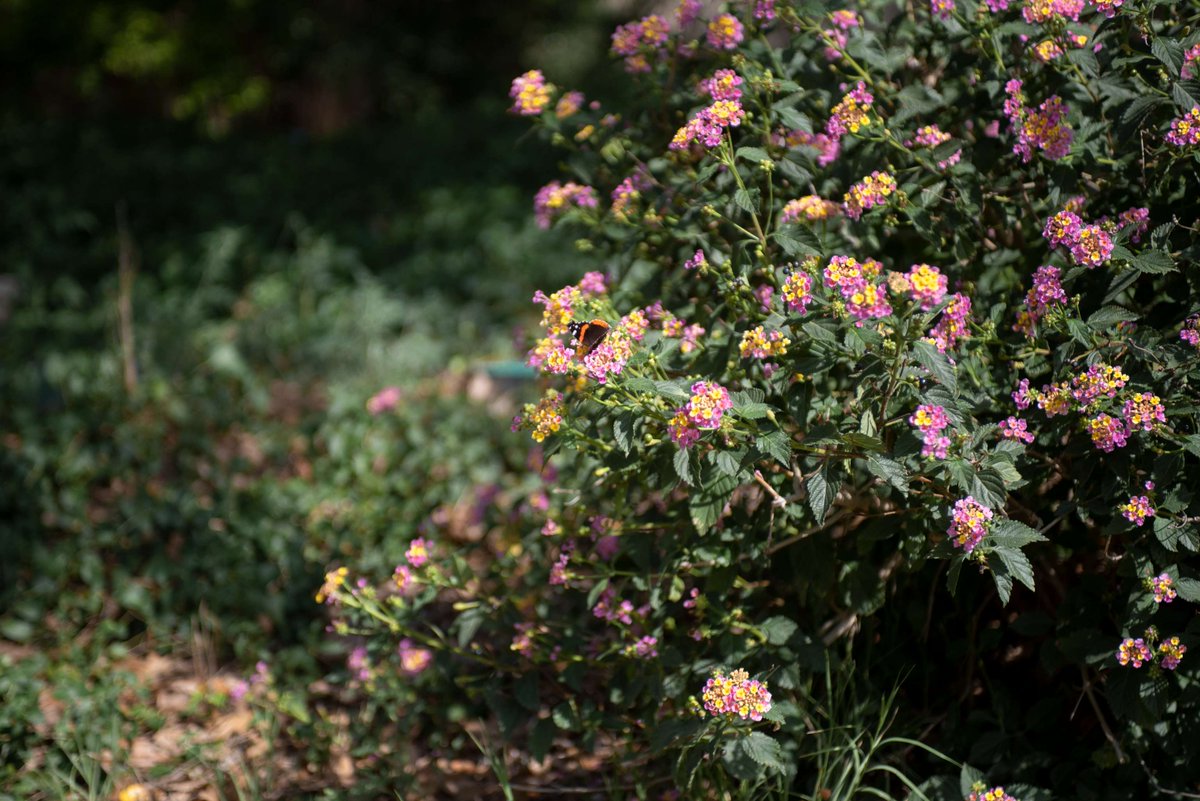 Texas State University tweet media